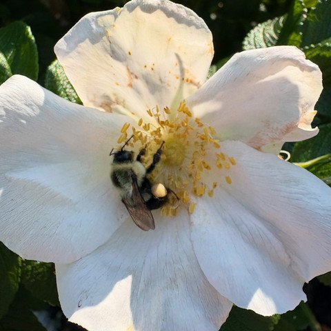 Bumblebee collecting pollen from a large white flower