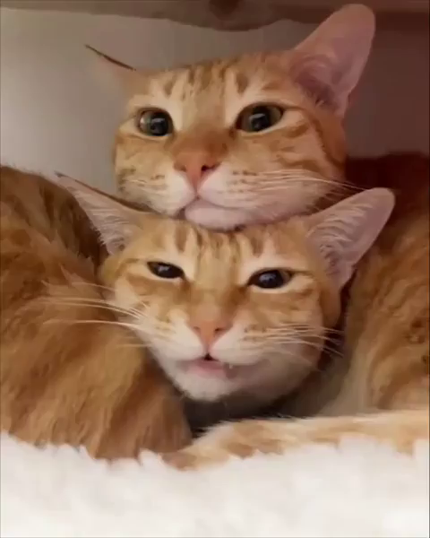 Close-up video of two orange cats snuggling with one resting its head on top of the other's head. The top one just purrs and stares while the bottom one keeps meowing softly at the human filming.