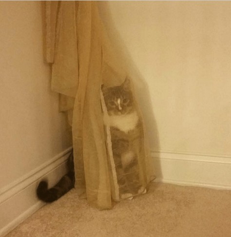 Photo of a cat hiding in some very see through curtains in the corner of a room. Kitty is very sneaky (even if it's tails can clearly be seen as well)