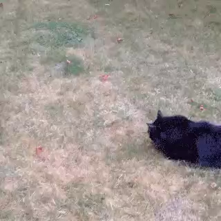 Video of someone throwing a ball on the yard next to their fluffy black cat which causes them to chase it dramatically. The cat jumps around, swipes a couple times without even getting within smacking range, only to jump back and plop on its side in the grass.
