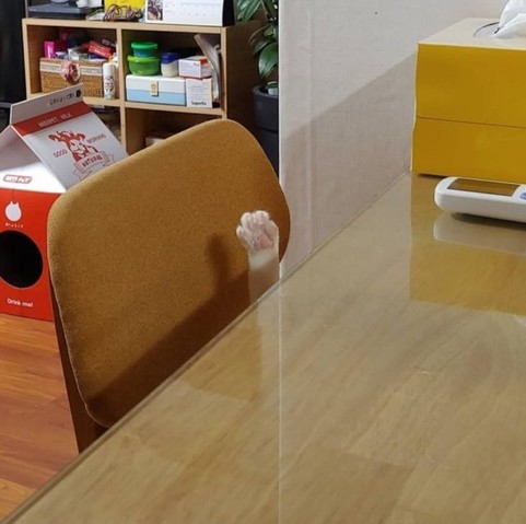 Photo white kitty cat paw sticking up from a chair at a table. Cat (not seen) looks like it's asking a question.