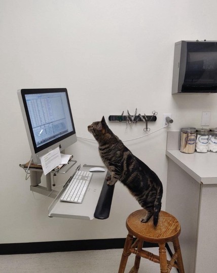 Photo of a cat at a vet's office perched up on the hanging table from a stool while looking intently at the screen that the doctor uses.