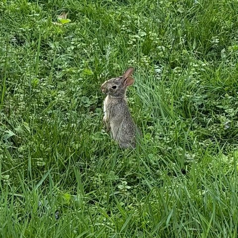 grassy yard with baby bunny on hind legs and head tilted