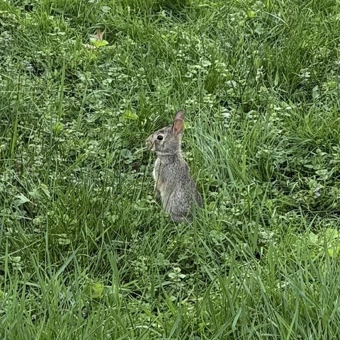 grassy yard with baby bunny on hind legs