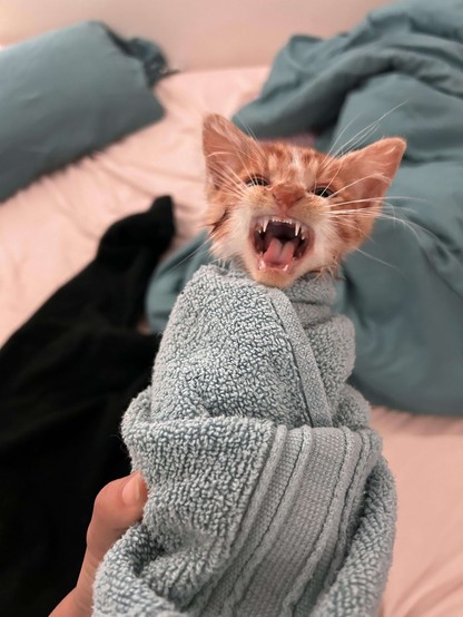 Photo of a small orange kitten that just had a bath and is wrapped up like a burrito in a hand towel. The kitty, who fur is still a little wet, is meowing loudly in protest regarding this injustice.