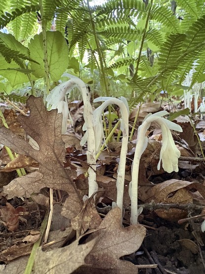 a trio of ghost flowers hiding under some ferns in the woods