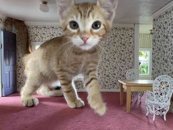 Look at that orange kitten in a realistic looking dollhouse room. The kitten reaching to the ceiling and is coming to greet the viewer. In the dollhouse you can see an open front door, a ceiling light, outdoor windows with greenery in the distance, a table with two white chairs, and some pink carpet. I wonder if thr kitty cat is hungry?
