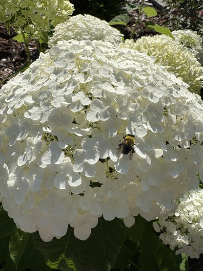 a lone bee on a large cluster of white flowers