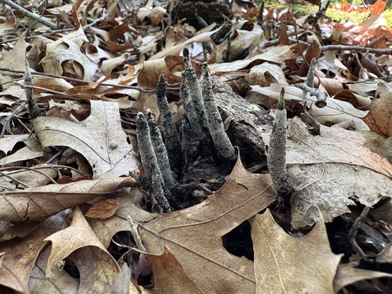 gray and black mushroom stalks coming out of the ground
