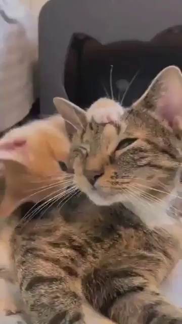 Video of a momma cat getting pounced on by her orange kitten as she just lays there and purrs while being completely unfazed.
