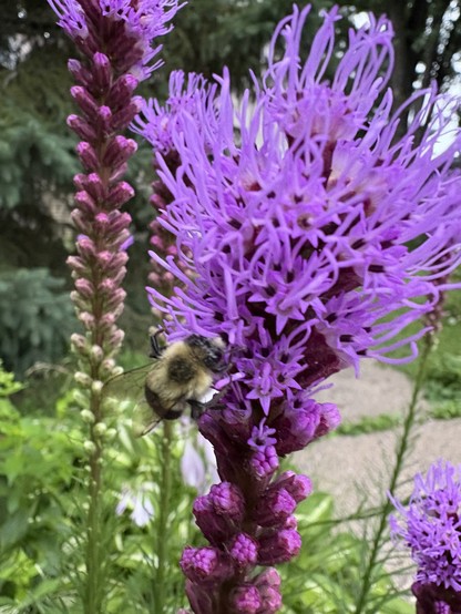 bumblebee on tall purple flower