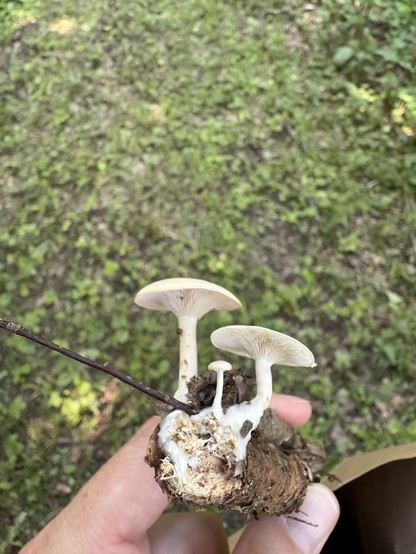 three tiny mushrooms on a branch where you can see the mycelium inside