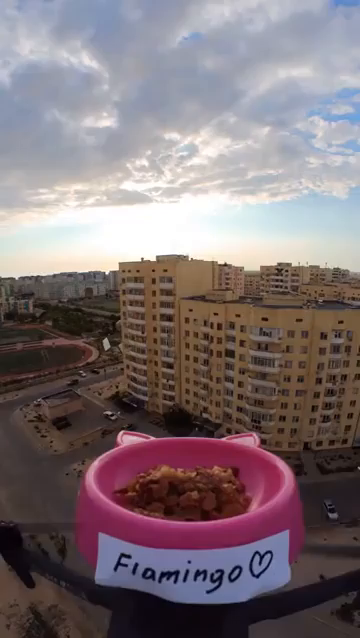 Video of drone flying around some high rise buildings while it carries a pink cat food bowl for a kitty names Flamingo. Eventually it lands down at the a building, stops its motor, and the kitty eats the yummy soft food.