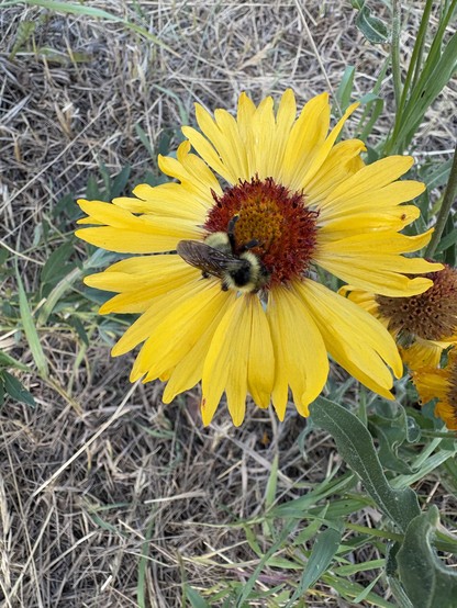 bumblebee on yellow flower