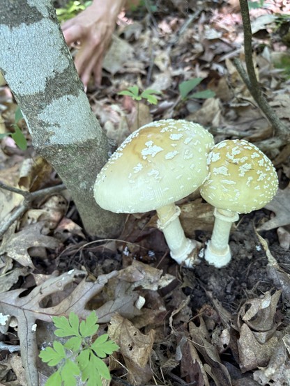 Two large yellowish-white Amanitas with white shapes on their caps