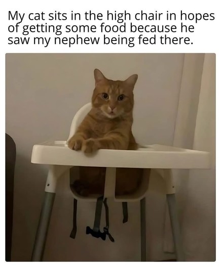 My cat sits in the high chair in hopes of getting some food because he saw my nephew being fed there.

[Photo of an orange cat sitting in a kid's high chair while looking at the camera.]