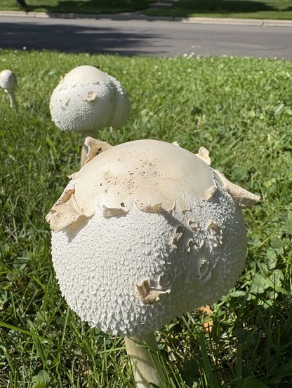 large round mushroom with fragments of veil still on top