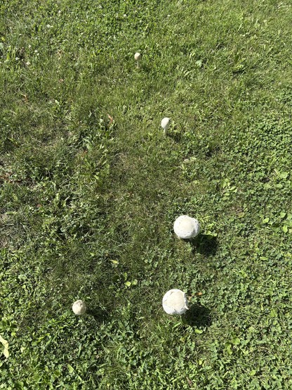 mushrooms in backwards L pattern