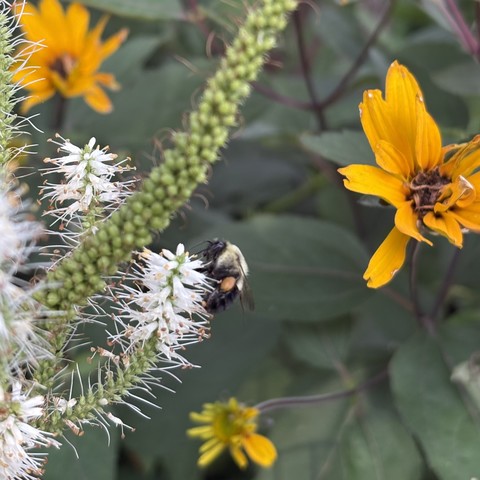 bumblebee landing on a stalk of tiny white flowers