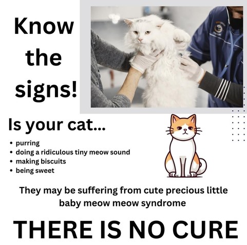 Know the signs!

[Photo of a cute & fluffy white cat being held at the vet.]

Is your cat... 
• purring 
• doing a ridiculous tiny meow sound 
• making biscuits 
• being sweet

[Drawing of a cute cat sitting.]

They may be suffering from cute precious little baby meow meow syndrome

THERE IS NO CURE