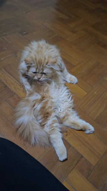 Video of an orange long-haired cat laying on its back while trying to groom its belly fur. The kitty isn't able to cover too much area with that long fur, unfortunately.