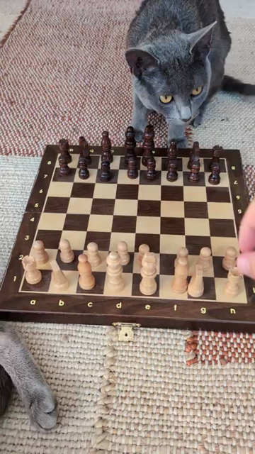 Video of someone playing chess against a cat. The person starts their opening move of E2 to E4, while the kitty replies with the strategic "directly knock over the king" move. Classic!