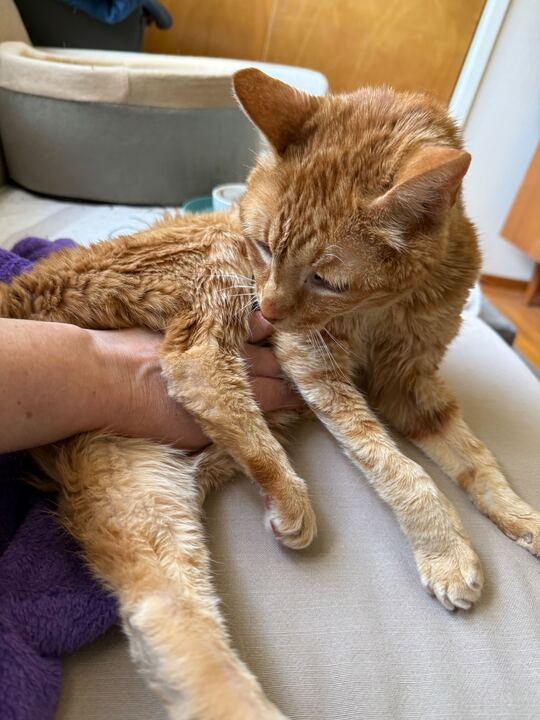 An orange tabby cat sprawls on a couch, legs extended, looking at the hand that is rubbing his belly.