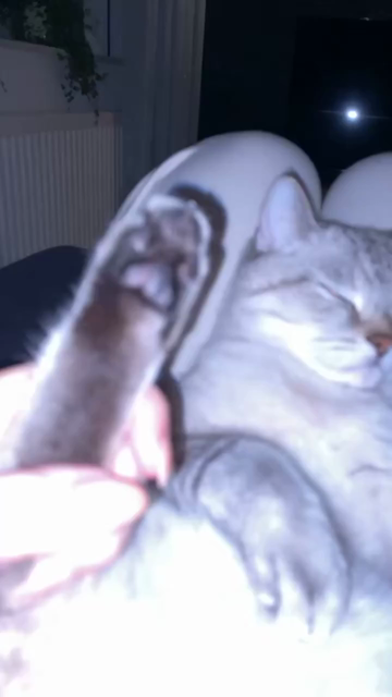 Video by michelle.mrs on tiktok of her dialing a number on her cat's toe beans like it's a phone then putting the kitty paw up to the cat's ear.

beep boop beep boop beep
0175 8810 
brrrp
brrrp
"Hallo?"
"Mau mau mau, maumau mau mau."
"Ruf mich nie wieder an!" ("Don't ever call me again!")

(the sleepy cat doesn't even resist the shenanigans)