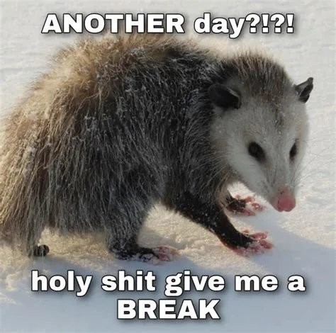 Photo of a possum walking on the snow with a caption that says:

ANOTHER day?!?!
holy shit give me a
BREAK