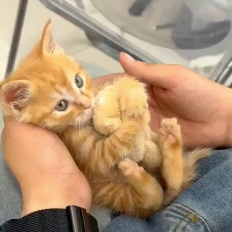 Video of an orange kitten on its back in someone's hand while the kitty hugs a tiny teddy bear. When another person moves the teddy bear, the tiny kitty reaches an hugs the stuffed toy even more. It's ridiculously cute