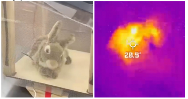 The robot bunnies hope to lure the Burmese pythons out of hiding. Image: sfwmd 

Two photos side by side. On the left is a rabbit plush toy in a plastic box. On the right is a heat sensor reading of that toy, reading 26.5°, or maybe it says 28.5° (it's hard to make out).