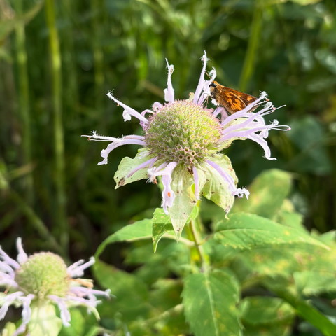 Small orange moth on a purple flower