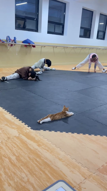 Video of several people doing splits an stretches in a gym while an orange and white cat stretched out in a straight line watches them all. The kitty is probably wondering why there are having so much trouble with this. It's easy!
