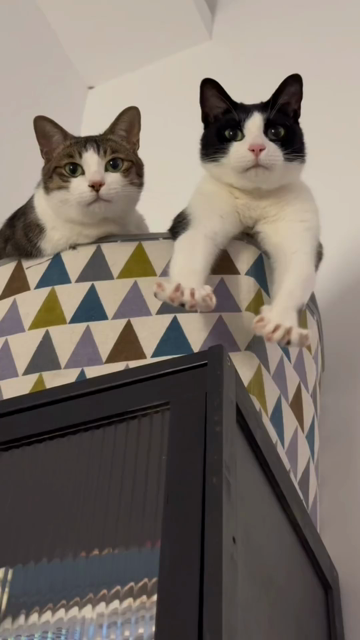 Video of two cars in a foldable basket on top of a dresser looking at the camera. One has its arms sticking out and yarns, which causes the other kitty with paws tucked it to yawn as well. Basket full of eepy