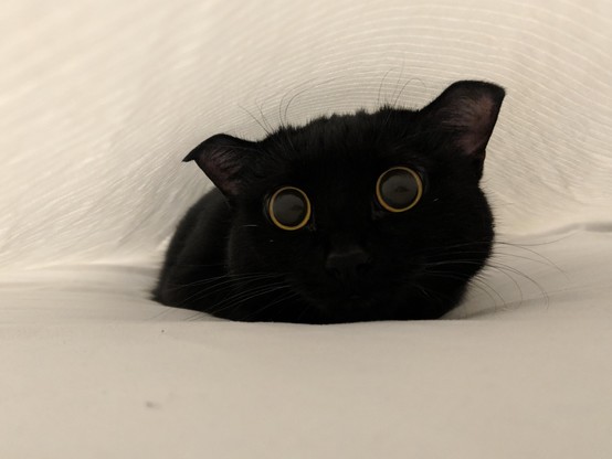 Photo of a black cat with wides eyes underneath a bed sheet ready to pounce. The best kind of bed bug!
