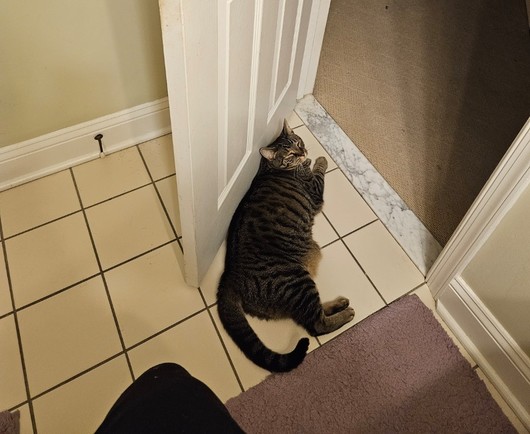 Photo of a chunky kitty with its eyes nearly closed while laying on the tile by the bathroom door, stopping it from closing. Such a good kitty!