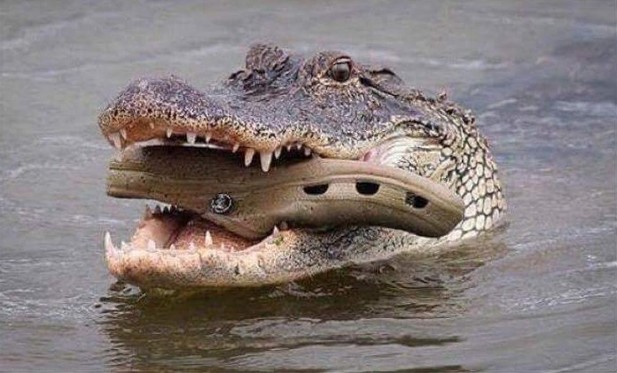 Photo of a croc (crocodile) with a croc (shoe) in its mouth as it swims (croc)