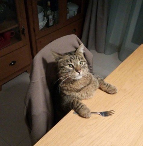 Photo of a cat sitting at a dinner chair like a human with its paws on the table. Under one paw us a fork. The kitty looks hopeful, as if expecting a yummy plate of human food will be placed in front at anytime.
