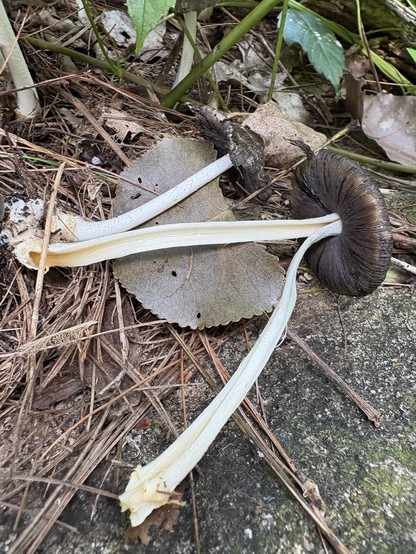 hollow stem and dark closely spaced gills