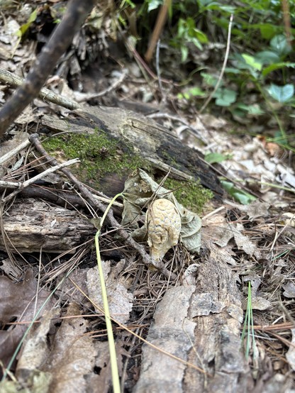 young mushroom whitish domed scaly snap