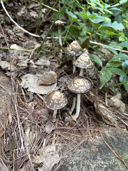 cluster of mushrooms with scaly caps, dark upturned edges and white stems