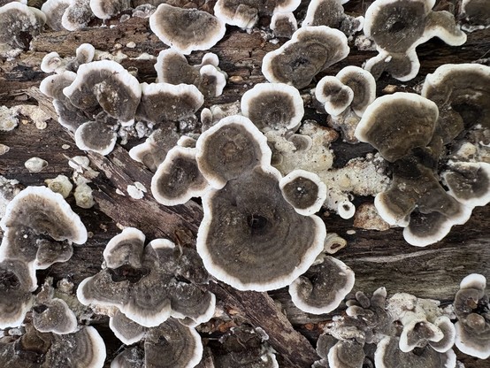 closeup of shelf mushrooms dark brown centers, white ring on the outside