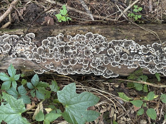 lots of brown/white shelf mushrooms shaped like rosettes on a log