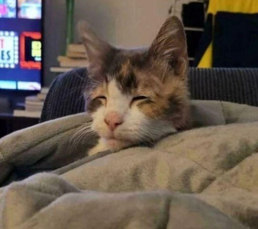Photo of a very tired looking cat poking its head out from the blanket. The kitty's eyes are barely open and it looks like it's going to fall back asleep any second.