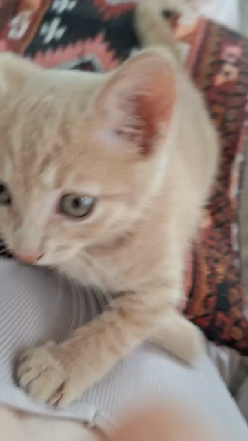 Video of an orange kitten mewing on camera as it crawls up the human filming.