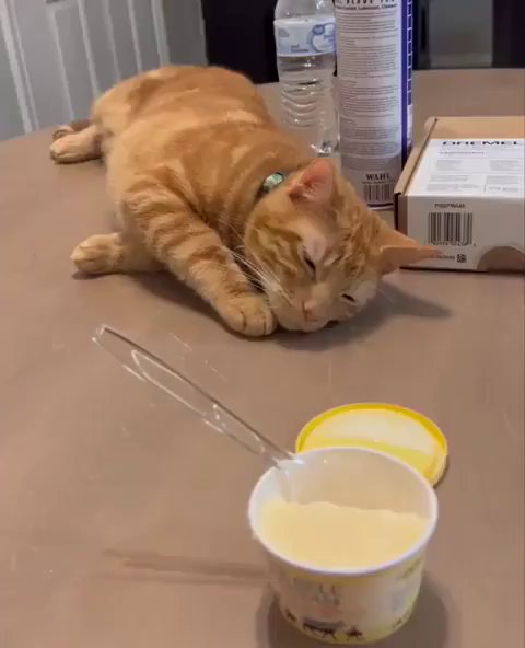 Orange cat laying on a table next to an small open cup of ice cream. The kitty slowly reaches out with its eyes nearly closed to grab the lid, stopping and closing its eyes occasionally when he thinks he might be discovered by the human filming. Eventually when the lid is moved close enough, the little ninja gets his sniff on and smells the reward fron the heist.