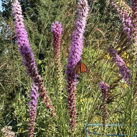 orange butterfly on a stalk of purple flowers