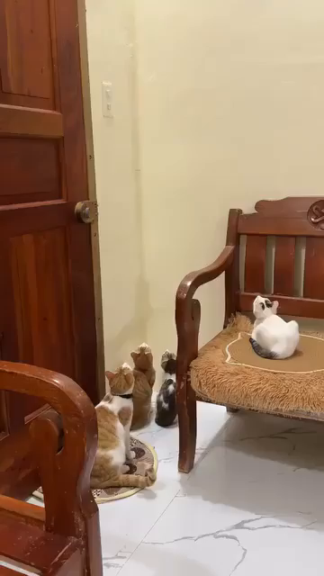 Video for cats on the floor and nearby chair intensely staring up at a light near a door. The camera tilts upwards to show the focus of their attention, which turns out to be a large green tree frog eating bugs near the light. Froggo was moved outside to safety after this, which is good because those kitties look like they want frog legs for dinner.