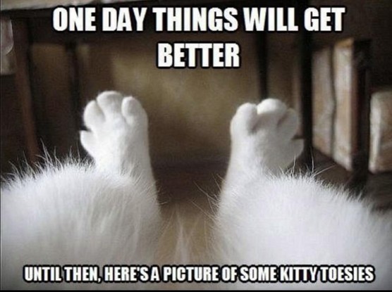 One day things will get better
Until then, here's a picture of some kitty toesies

Photo of a the back legs of a fluffy white kitty who is laying on its back (taken POV style from the soft belly)