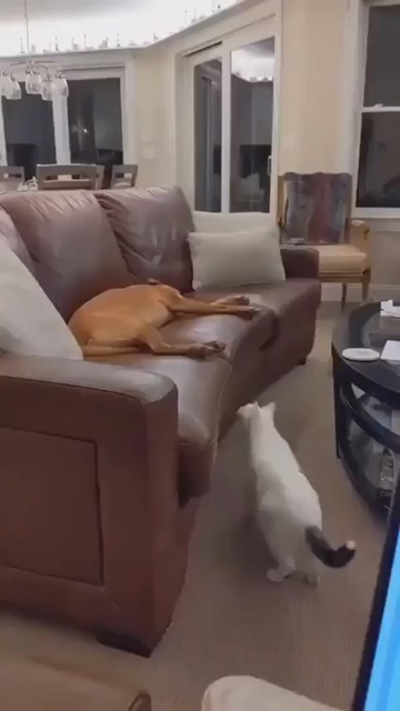 Video of a cat walking up to a dog that's sleeping on a couch, lightly booping the dog's paw, then crouching down to hide. Doggy wakes up and looks at the person filming in confusion.
